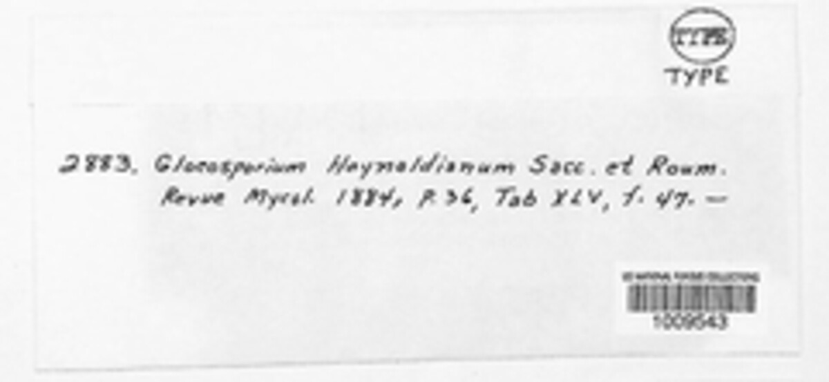 Gloeosporium haynaldianum image